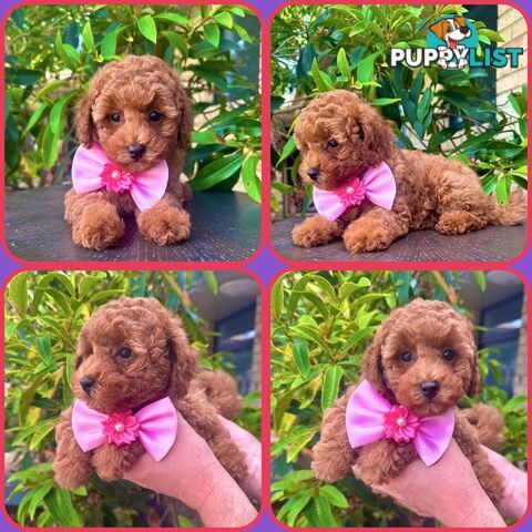 Toy Poodle Girl Pup🩷QLD🩷DNA Clear