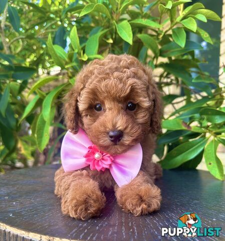 Toy Poodle Pups QLD🩷💙Girl and Boy🩷💙DNA Clear