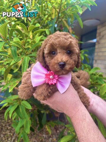 Toy Poodle Pups QLD🩷💙Girl and Boy🩷💙DNA Clear