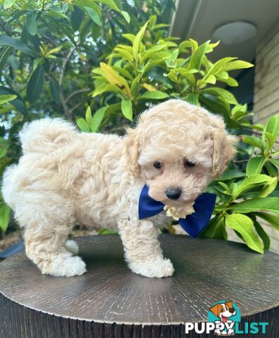 Bichoodle/Poochon Last Boy Pup❤️Non Shedding Teddy Bears❤️