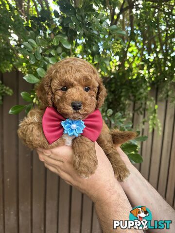 Bichoodle/Poochon Boy Pup❤️Non Shedding Teddy Bears❤️