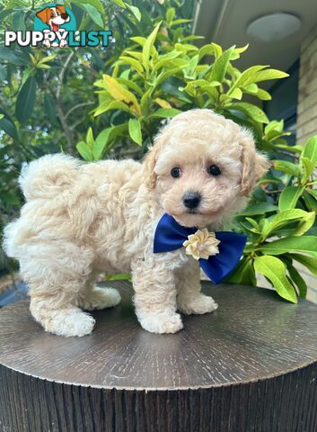 Bichoodle/Poochon Last Boy Pup❤️Non Shedding Teddy Bears❤️