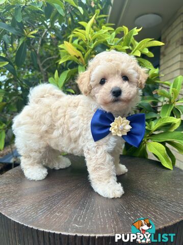 Bichoodle/Poochon Last Boy Pup❤️Non Shedding Teddy Bears❤️