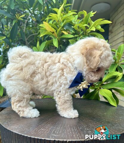 Bichoodle/Poochon Last Boy Pup❤️Non Shedding Teddy Bears❤️