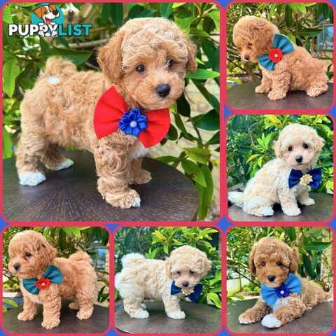 Bichoodle/Poochon Boy Pups❤️Non Shedding Teddy Bears❤️