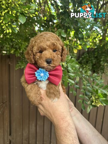 Bichoodle/Poochon Boy Pup❤️Non Shedding Teddy Bears❤️