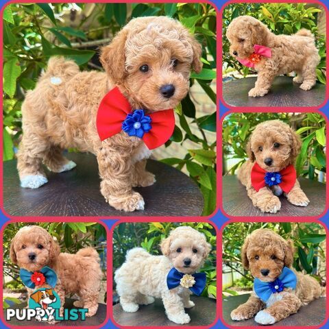 Bichoodle/Poochon Pups❤️Non Shedding Teddy Bears❤️