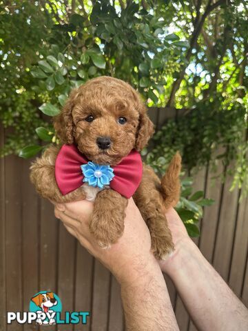 Bichoodle/Poochon Boy Pup❤️Non Shedding Teddy Bears❤️