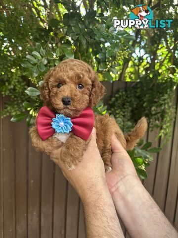 Bichoodle/Poochon Boy Pup❤️Non Shedding Teddy Bears❤️