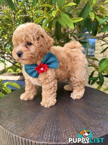 Bichoodle/Poochon Boy Pups❤️Non Shedding Teddy Bears❤️