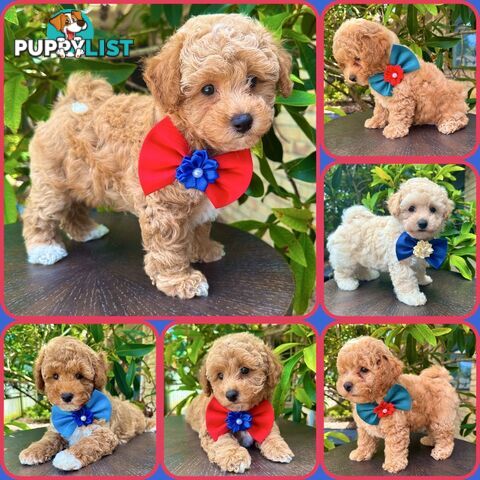 Bichoodle/Poochon Boy Pups❤️Non Shedding Teddy Bears❤️