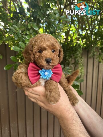 Bichoodle/Poochon Boy Pup❤️Non Shedding Teddy Bears❤️