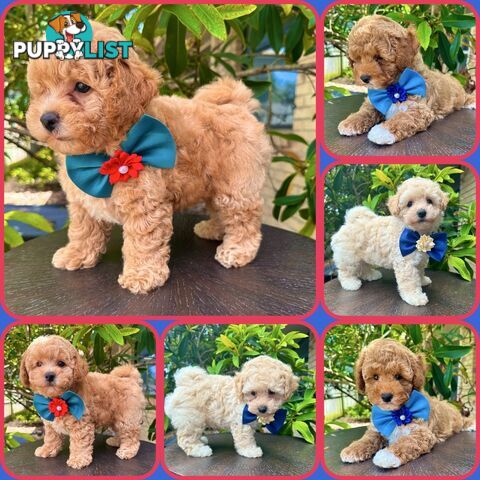 Bichoodle/Poochon Boy Pups❤️Non Shedding Teddy Bears❤️