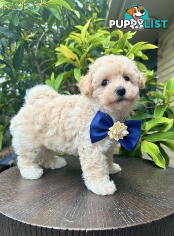 Bichoodle/Poochon Last Boy Pup❤️Non Shedding Teddy Bears❤️