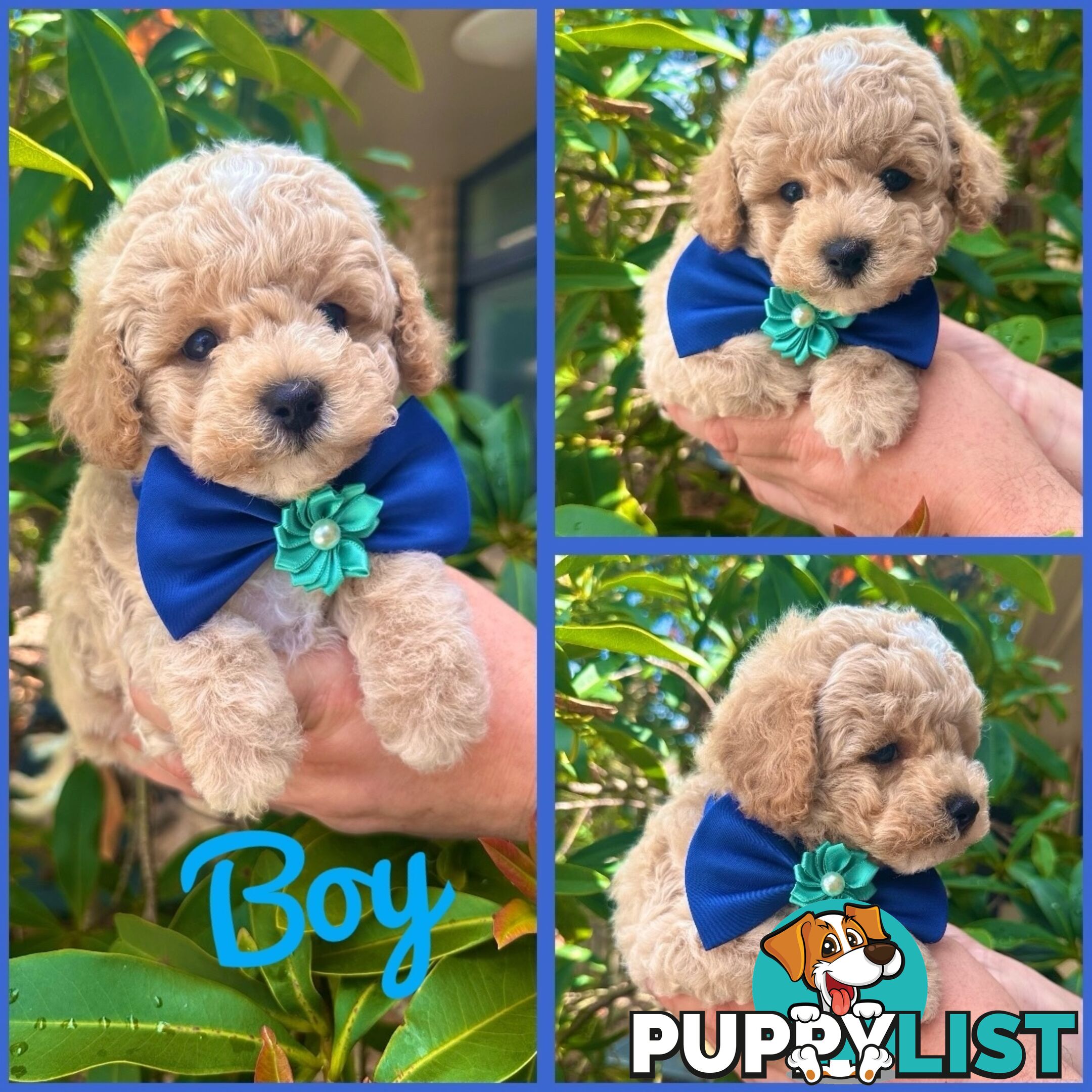 Bichoodle/Poochon Pups QLD❤️Gorgeous Teddy Bears