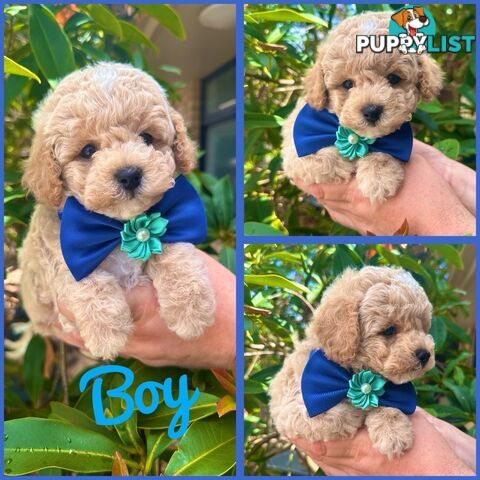 Bichoodle/Poochon Pups QLD❤️Gorgeous Teddy Bears