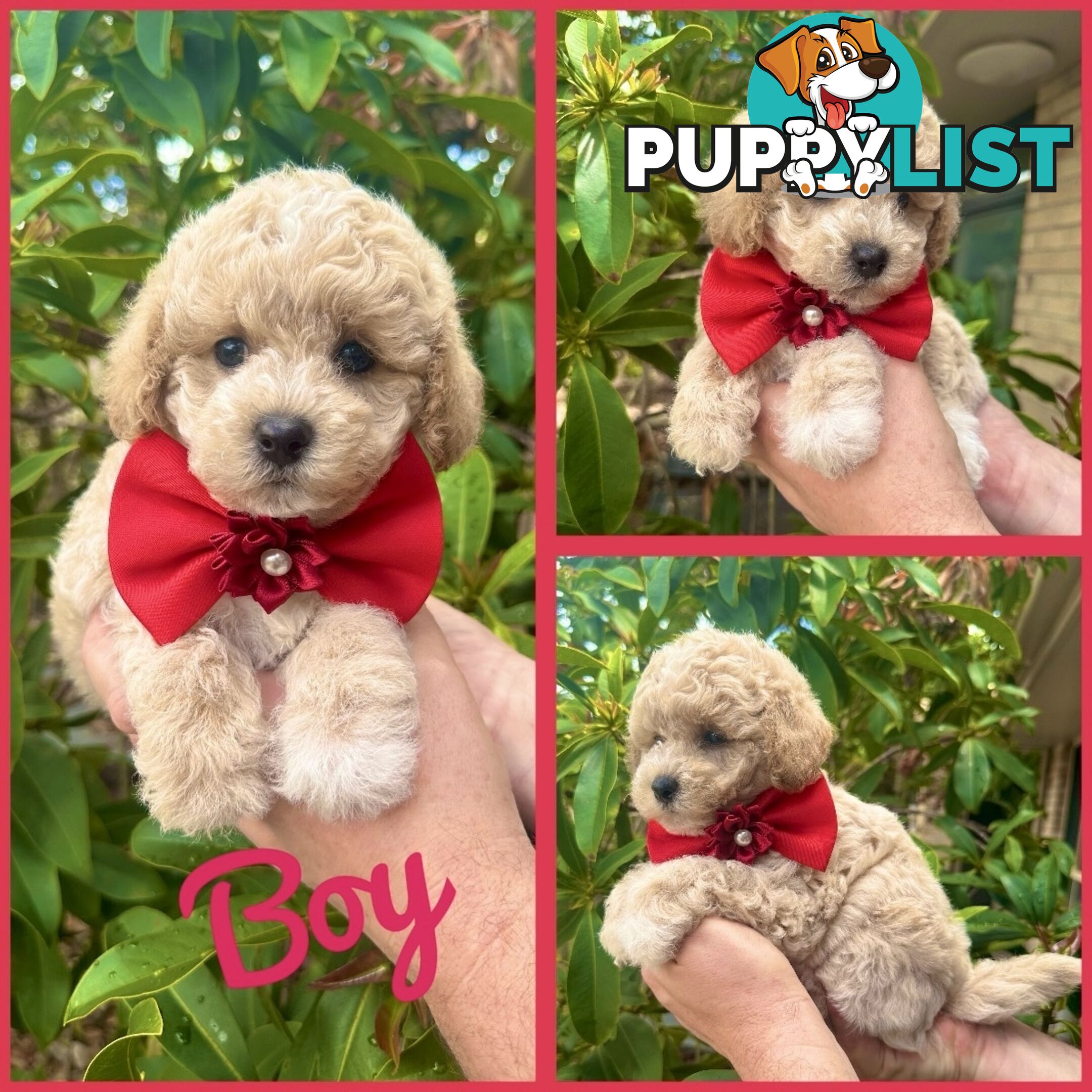 Bichoodle/Poochon Pups QLD❤️Gorgeous Teddy Bears