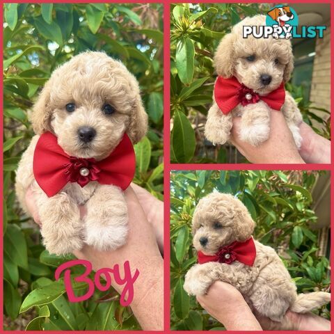 Bichoodle/Poochon Pups QLD❤️Gorgeous Teddy Bears