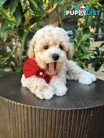 Bichoodle/Poochon Pups QLD❤️Gorgeous Teddy Bears