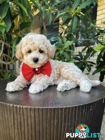 Bichoodle/Poochon Pups QLD❤️Gorgeous Teddy Bears