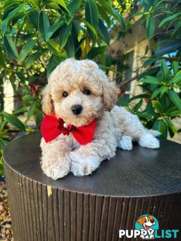 Bichoodle/Poochon Pups QLD❤️Gorgeous Teddy Bears