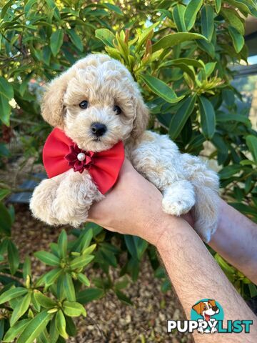 Bichoodle/Poochon Pups QLD❤️Gorgeous Teddy Bears