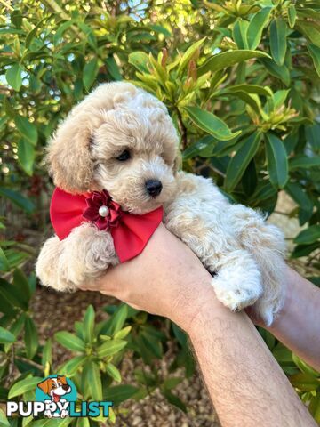 Bichoodle/Poochon Pups QLD❤️Gorgeous Teddy Bears