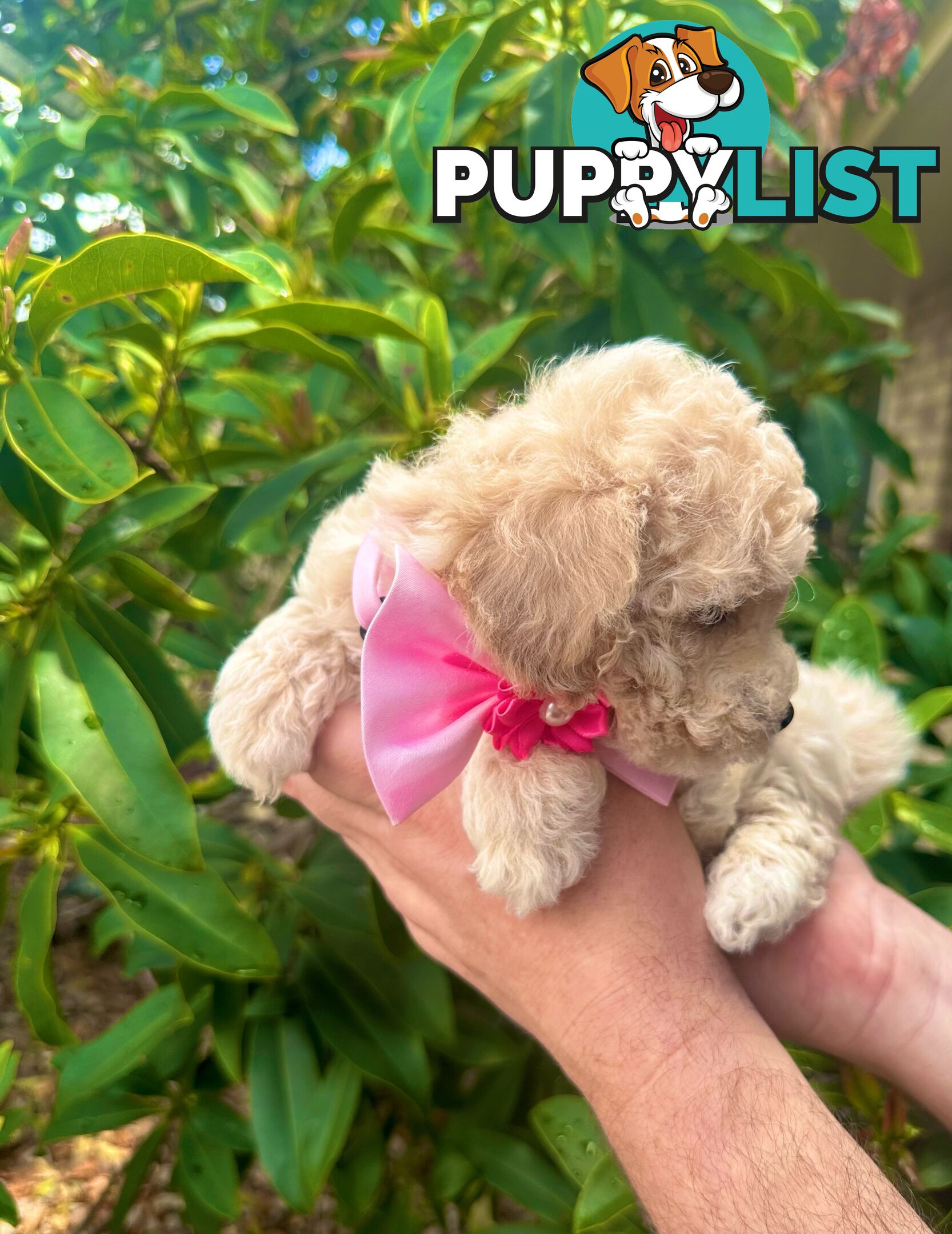 Bichoodle/Poochon Pups QLD❤️Gorgeous Teddy Bears