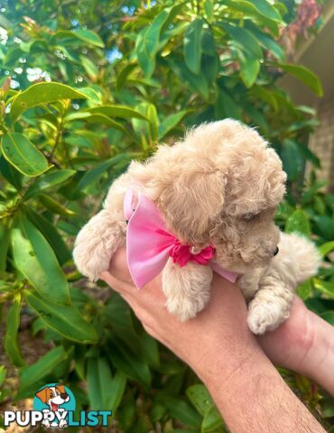 Bichoodle/Poochon Pups QLD❤️Gorgeous Teddy Bears