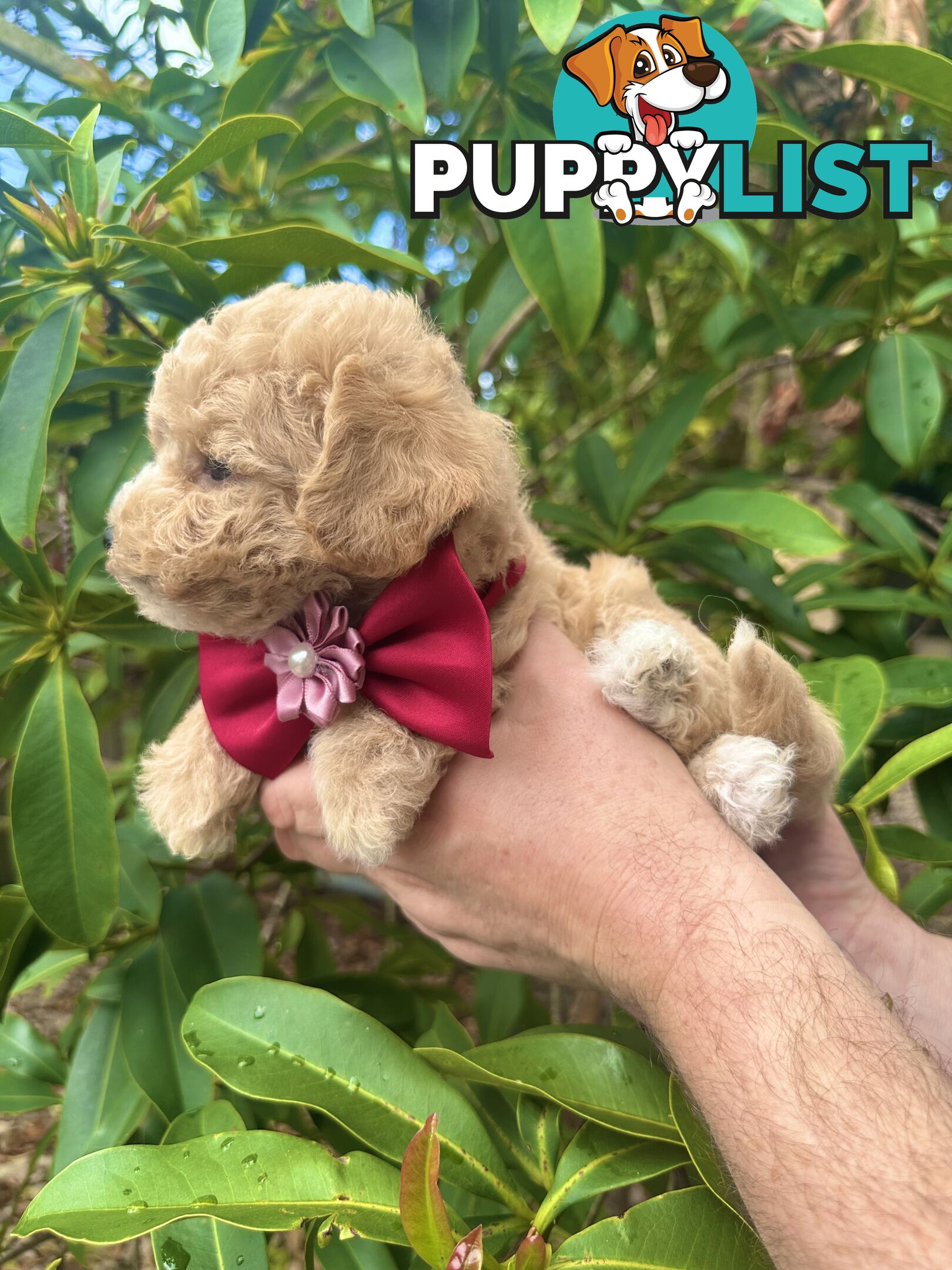 Bichoodle/Poochon Pups QLD❤️Gorgeous Teddy Bears