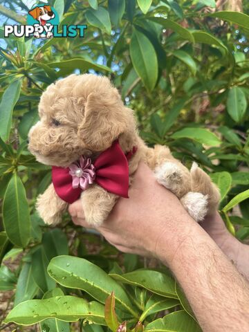 Bichoodle/Poochon Pups QLD❤️Gorgeous Teddy Bears