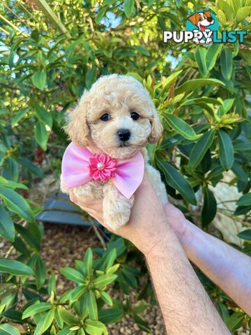 Bichoodle/Poochon Pups QLD❤️Gorgeous Teddy Bears