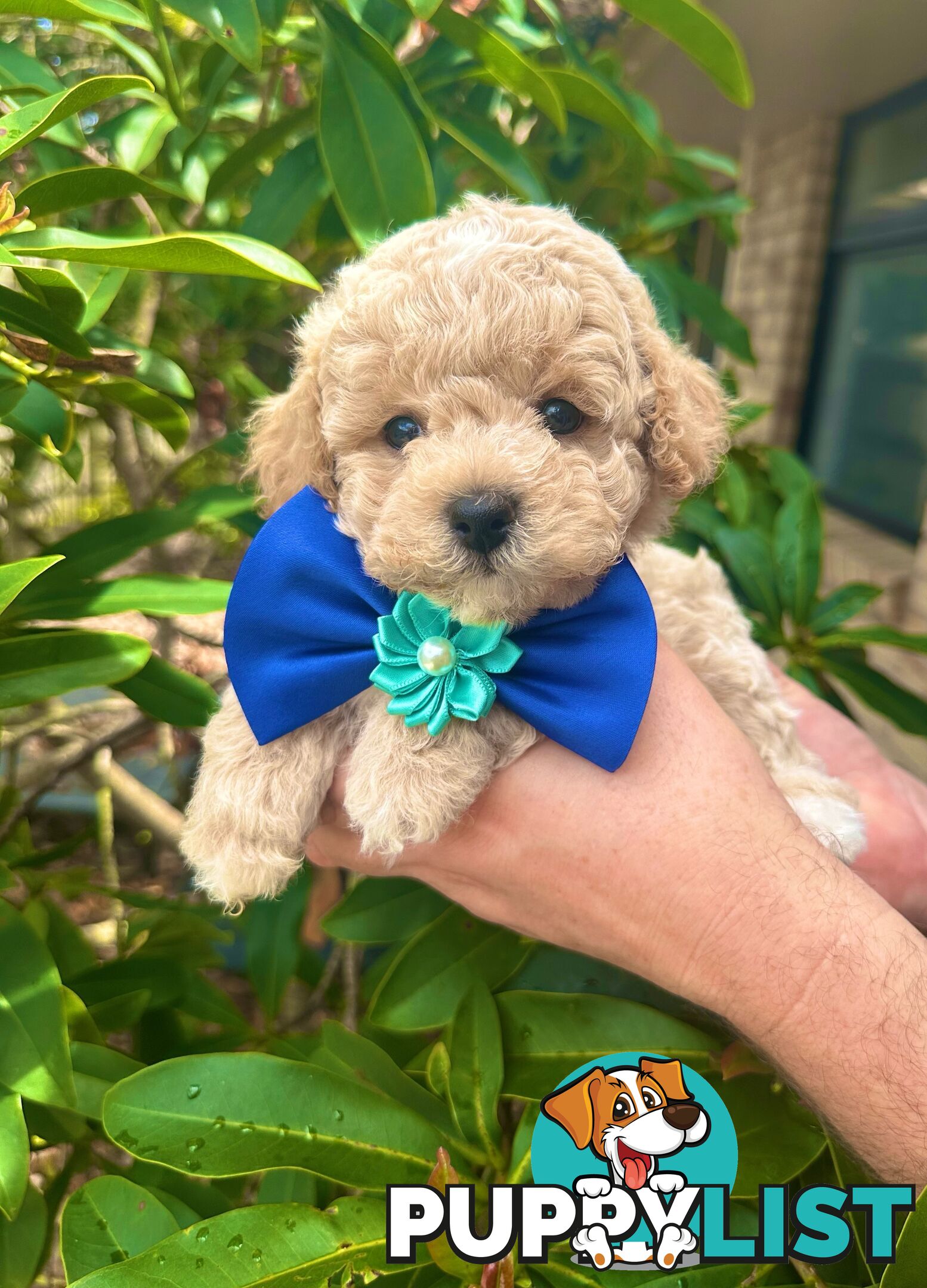 Bichoodle/Poochon Pups QLD❤️Gorgeous Teddy Bears