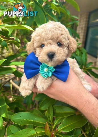 Bichoodle/Poochon Pups QLD❤️Gorgeous Teddy Bears