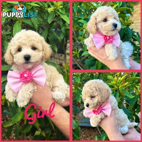 Bichoodle/Poochon Pups QLD❤️Gorgeous Teddy Bears