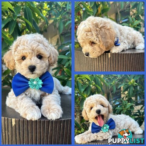 Bichoodle/Poochon Pups QLD❤️Gorgeous Teddy Bears