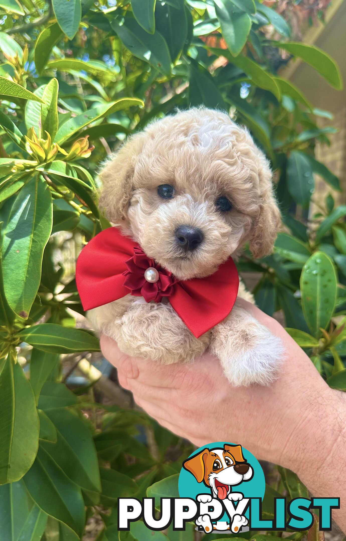 Bichoodle/Poochon Pups QLD❤️Gorgeous Teddy Bears