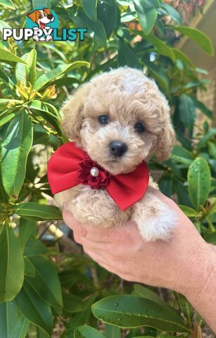 Bichoodle/Poochon Pups QLD❤️Gorgeous Teddy Bears