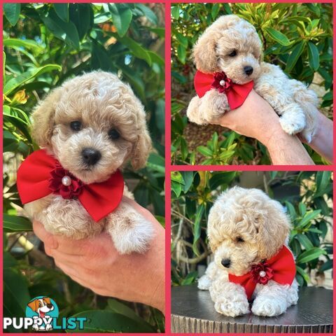 Bichoodle/Poochon Boy Pup QLD❤️Gorgeous Teddy Bear