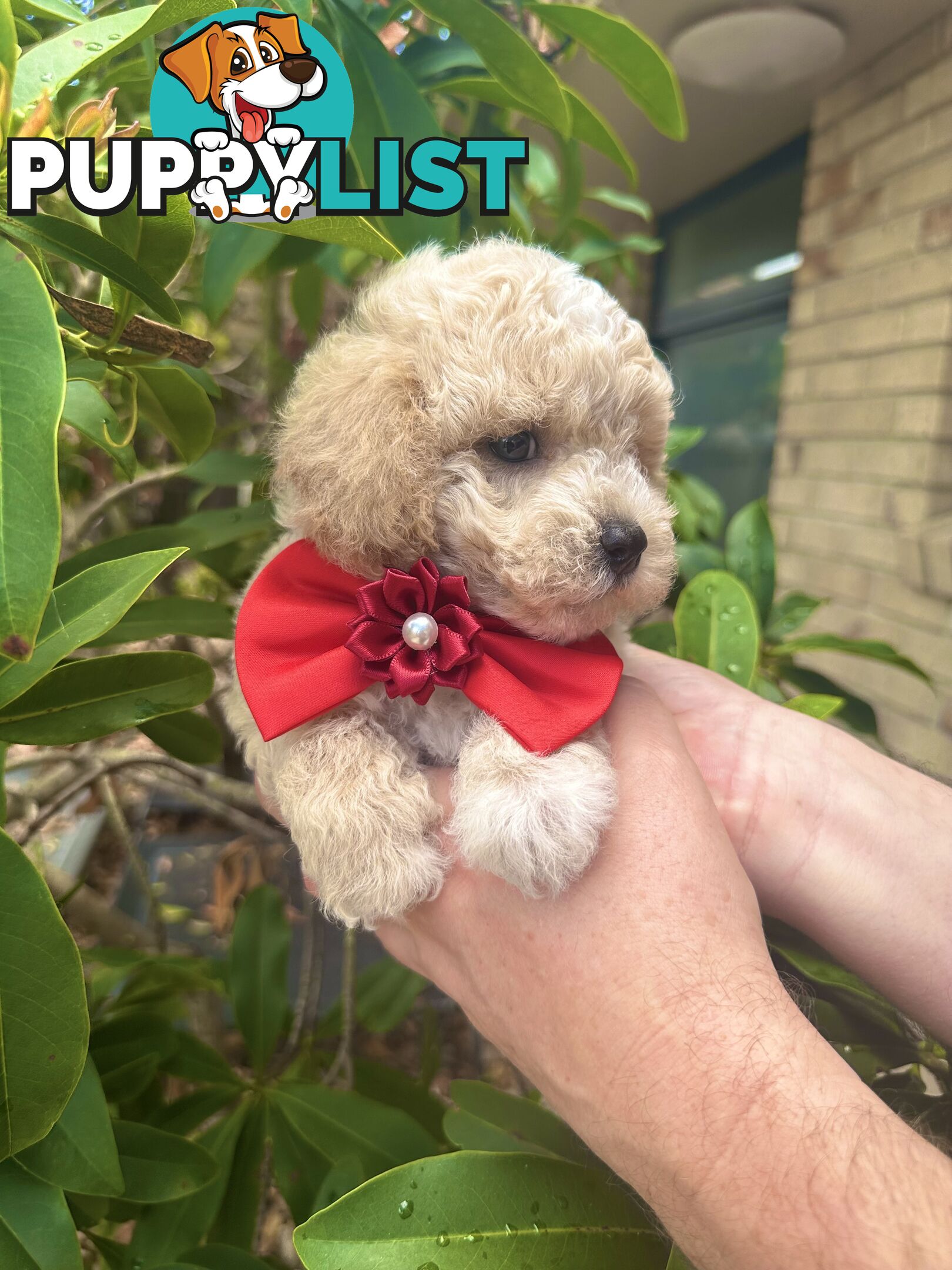 Bichoodle/Poochon Pups QLD❤️Gorgeous Teddy Bears