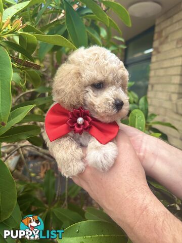 Bichoodle/Poochon Pups QLD❤️Gorgeous Teddy Bears