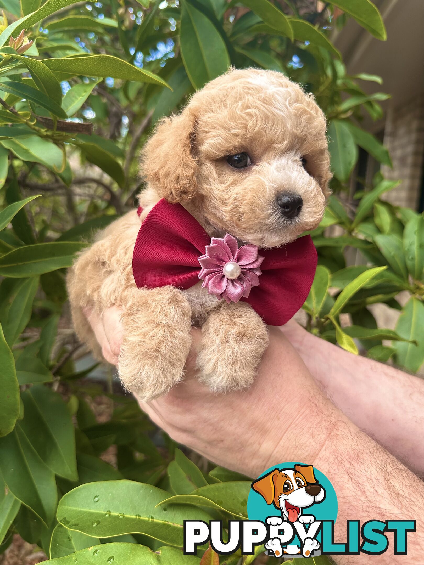 Bichoodle/Poochon Pups QLD❤️Gorgeous Teddy Bears