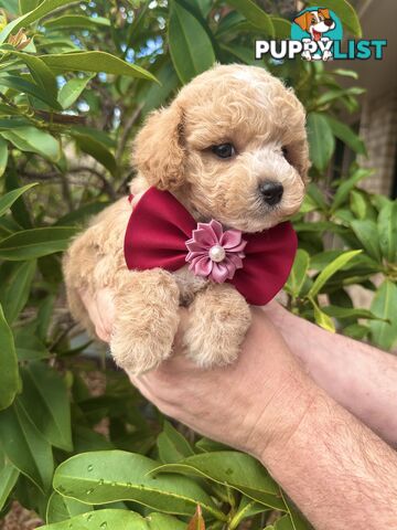 Bichoodle/Poochon Pups QLD❤️Gorgeous Teddy Bears