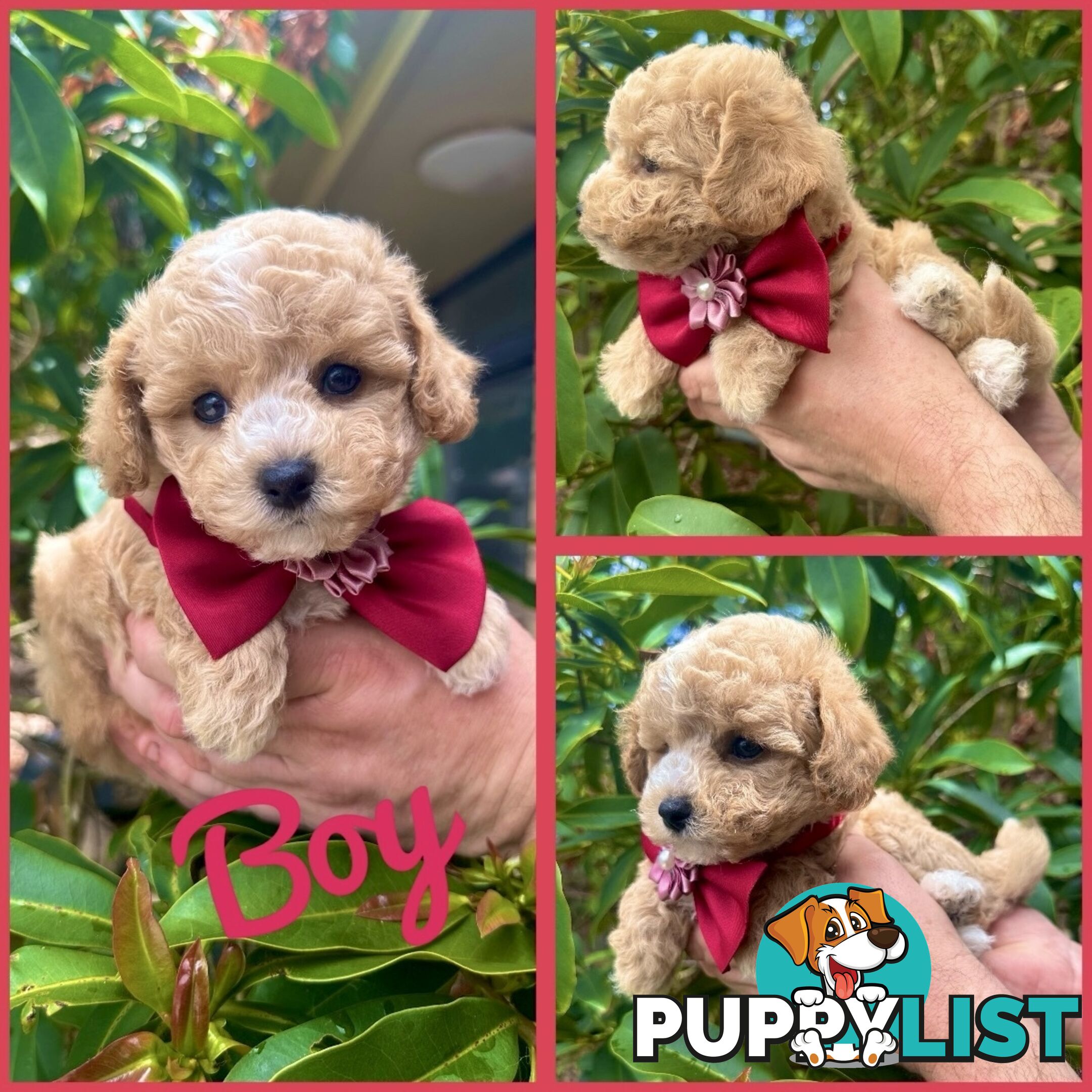 Bichoodle/Poochon Pups QLD❤️Gorgeous Teddy Bears