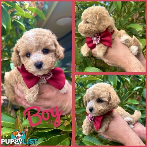 Bichoodle/Poochon Pups QLD❤️Gorgeous Teddy Bears