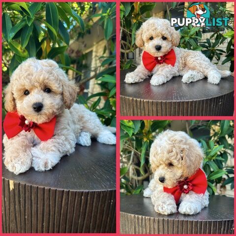 Bichoodle/Poochon Pups QLD❤️Gorgeous Teddy Bears