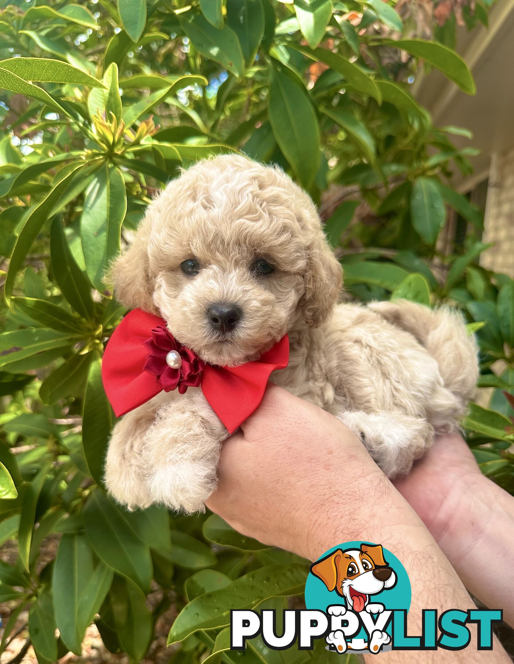 Bichoodle/Poochon Pups QLD❤️Gorgeous Teddy Bears