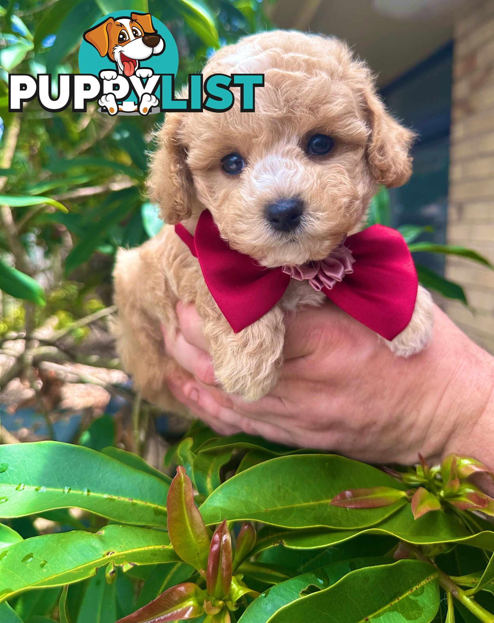 Bichoodle/Poochon Pups QLD❤️Gorgeous Teddy Bears