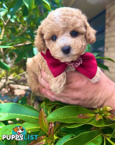 Bichoodle/Poochon Pups QLD❤️Gorgeous Teddy Bears