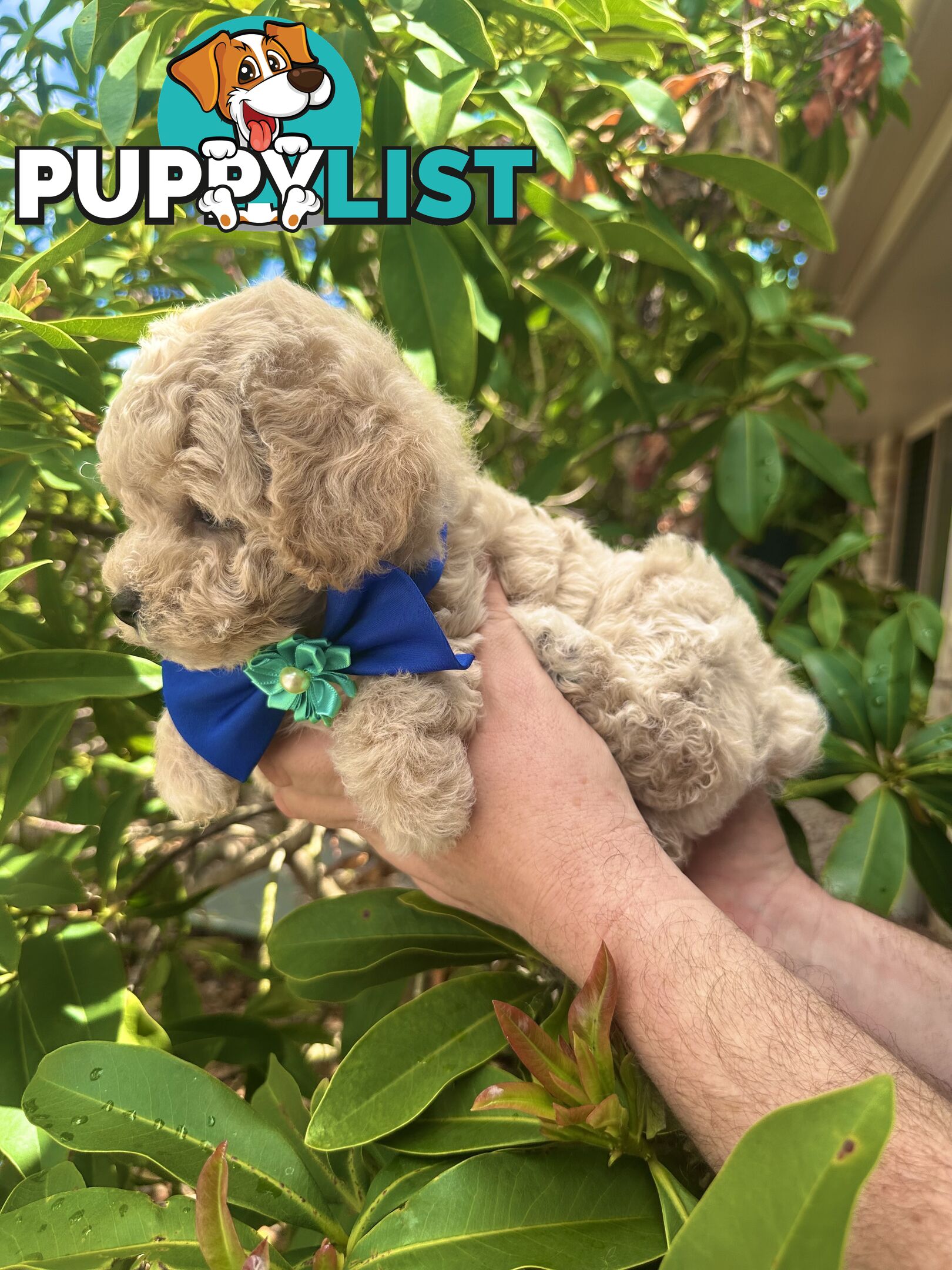 Bichoodle/Poochon Pups QLD❤️Gorgeous Teddy Bears